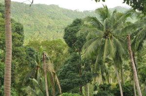 thailand-dschungel