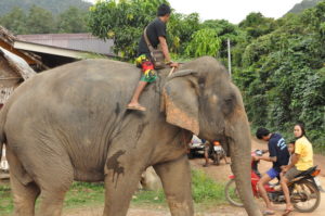 thailand-elefanten